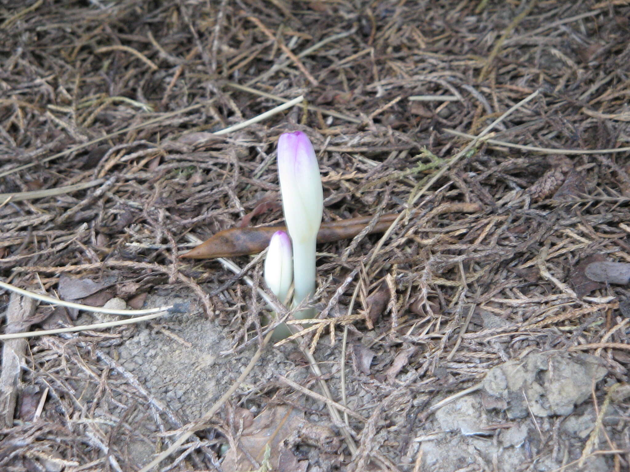 Imagem de Colchicum cilicicum (Boiss.) Dammer