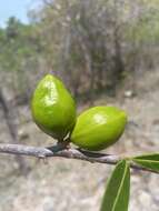 Image of Physena sessiliflora Tul.