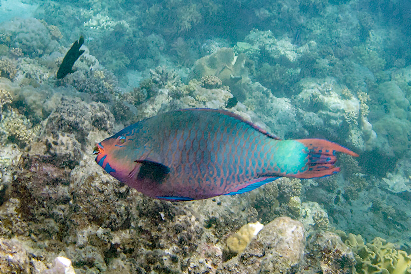 Image of Filament-finned Parrotfish