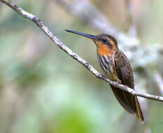 Image of Hook-billed hermit (hummingbird)