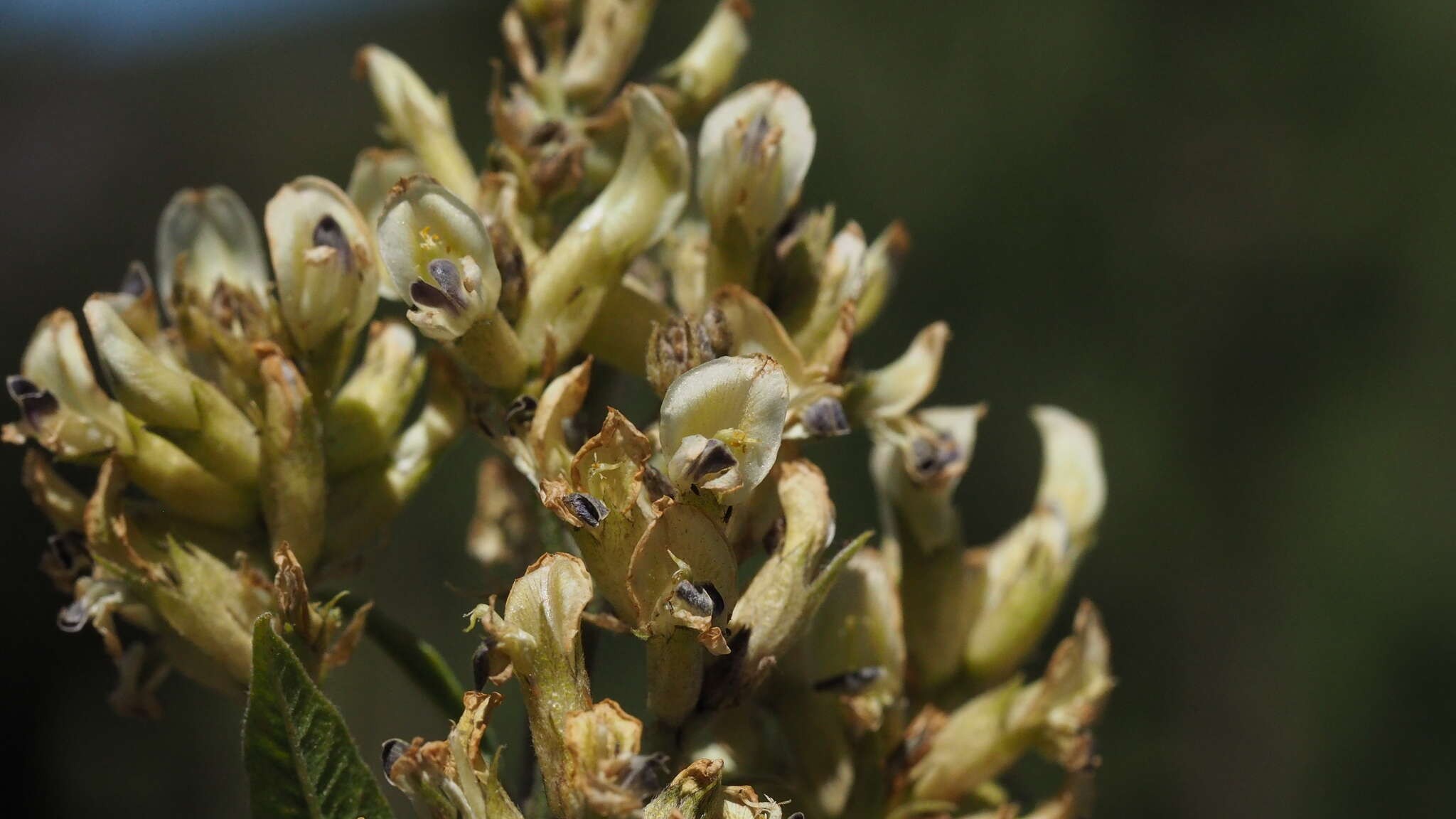 Image of Parish's California tea