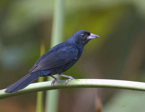 Image of Ruby-crowned Tanager