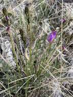 Sivun Astragalus conjunctus S. Wats. kuva