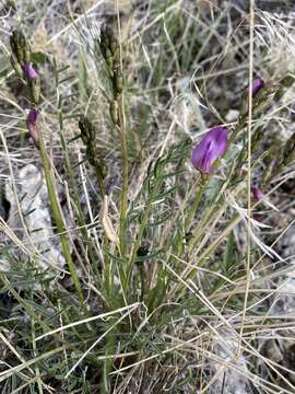 Image of Idaho milkvetch