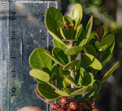 Image of Searsia lucida elliptica (Sond.) Moffett