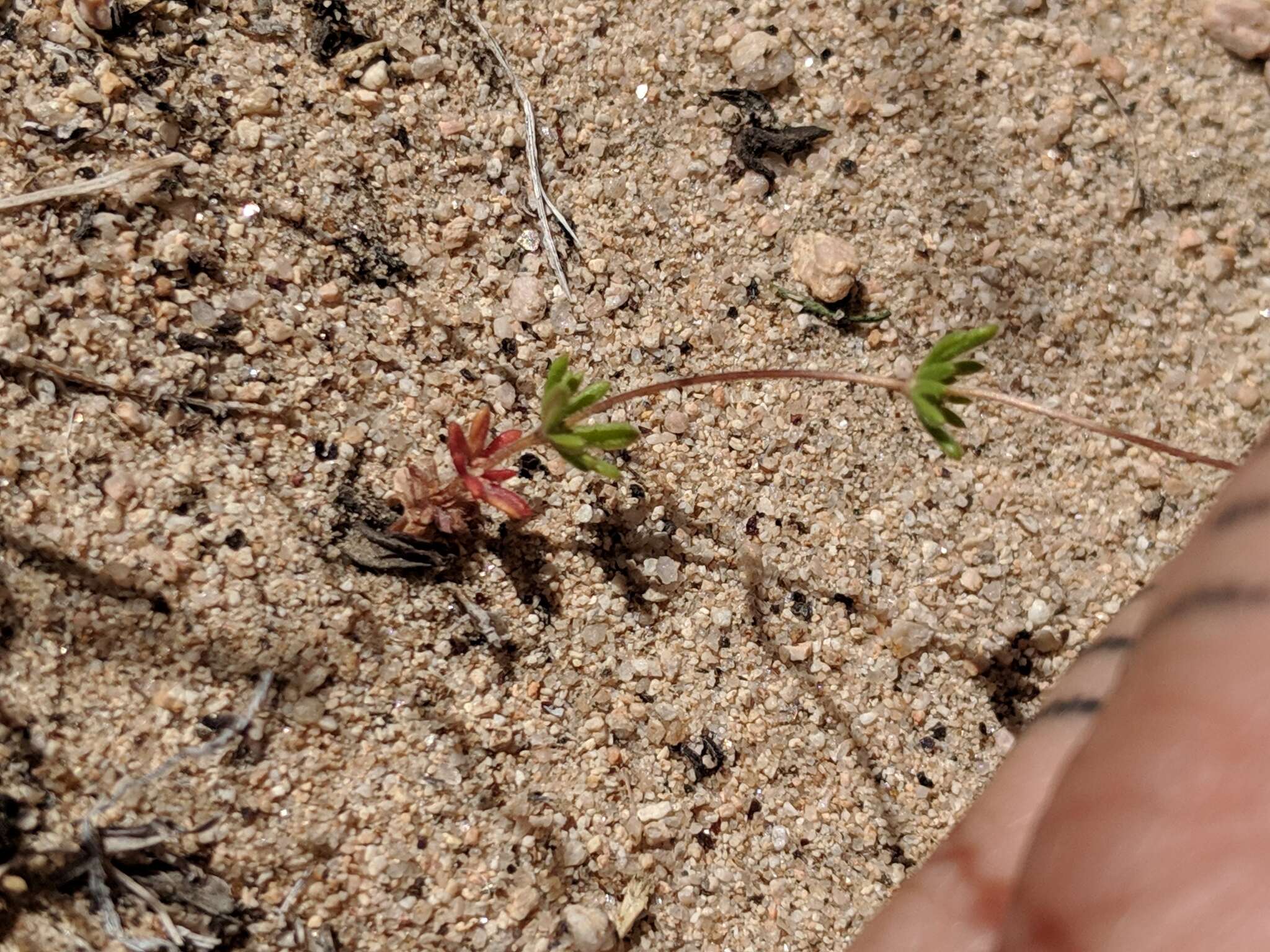 Image of golden linanthus