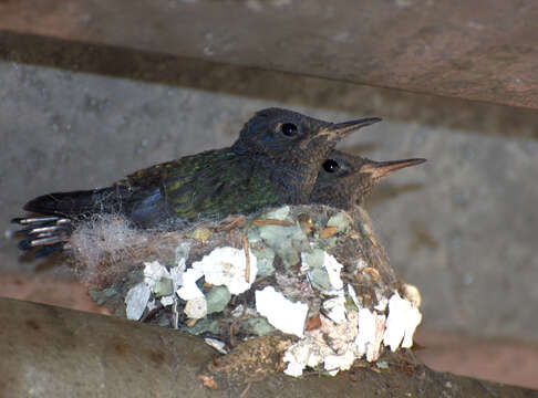 Image of Eupetomena Gould 1853