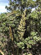 Image of serpentine reedgrass