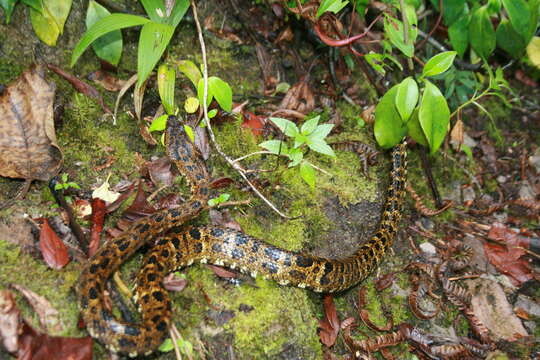 Bothrops taeniatus Wagler 1824的圖片