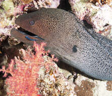 Image of Giant moray