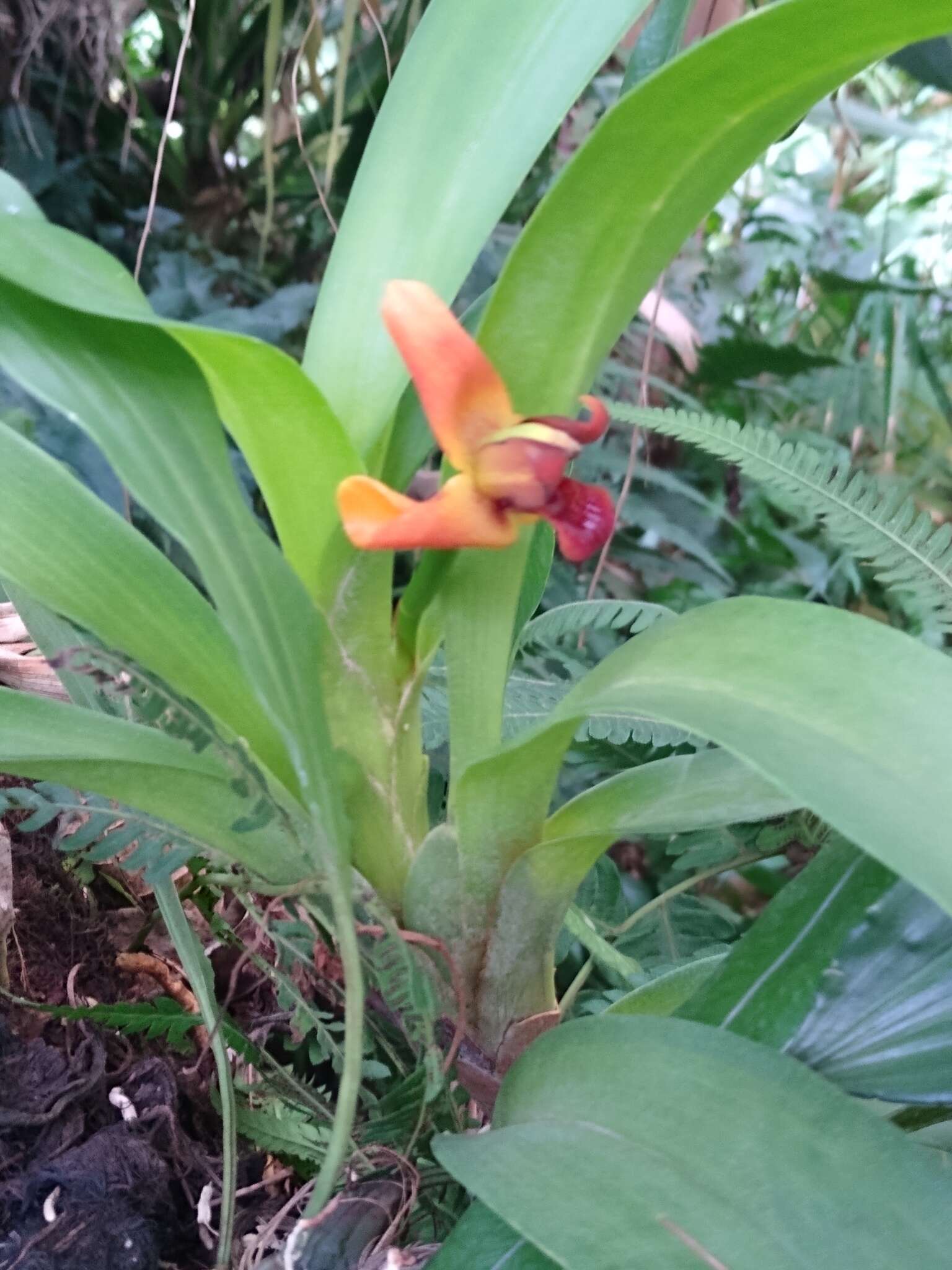 Image of Maxillaria elatior (Rchb. fil.) Rchb. fil.