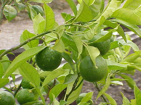 Image of Citrus × sinensis