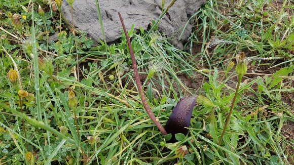 Image of Biarum tenuifolium subsp. arundanum (Boiss. & Reut.) Nyman