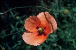 Image of Long-headed Poppy