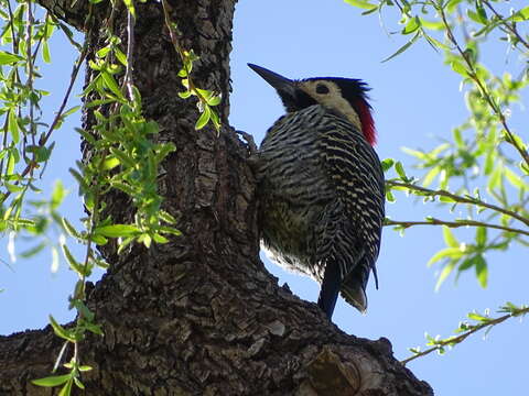 Image of Green-barred Woodpecker