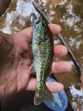 Image of Chattahoochee bass