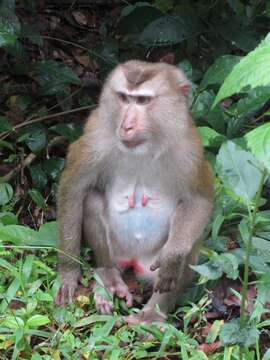 Image of Northern Pig-tailed Macaque