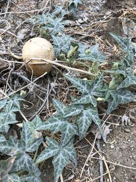 Image of coyote gourd