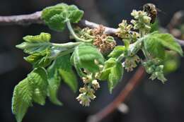 Image de Bursera palmeri S. Wats.