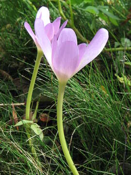 Image of colchicum