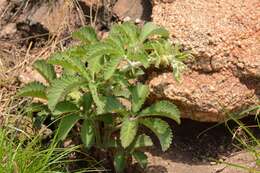 Plancia ëd Cyphostemma lanigerum (Harv.) Descoings ex Wild & R. B. Drumm.