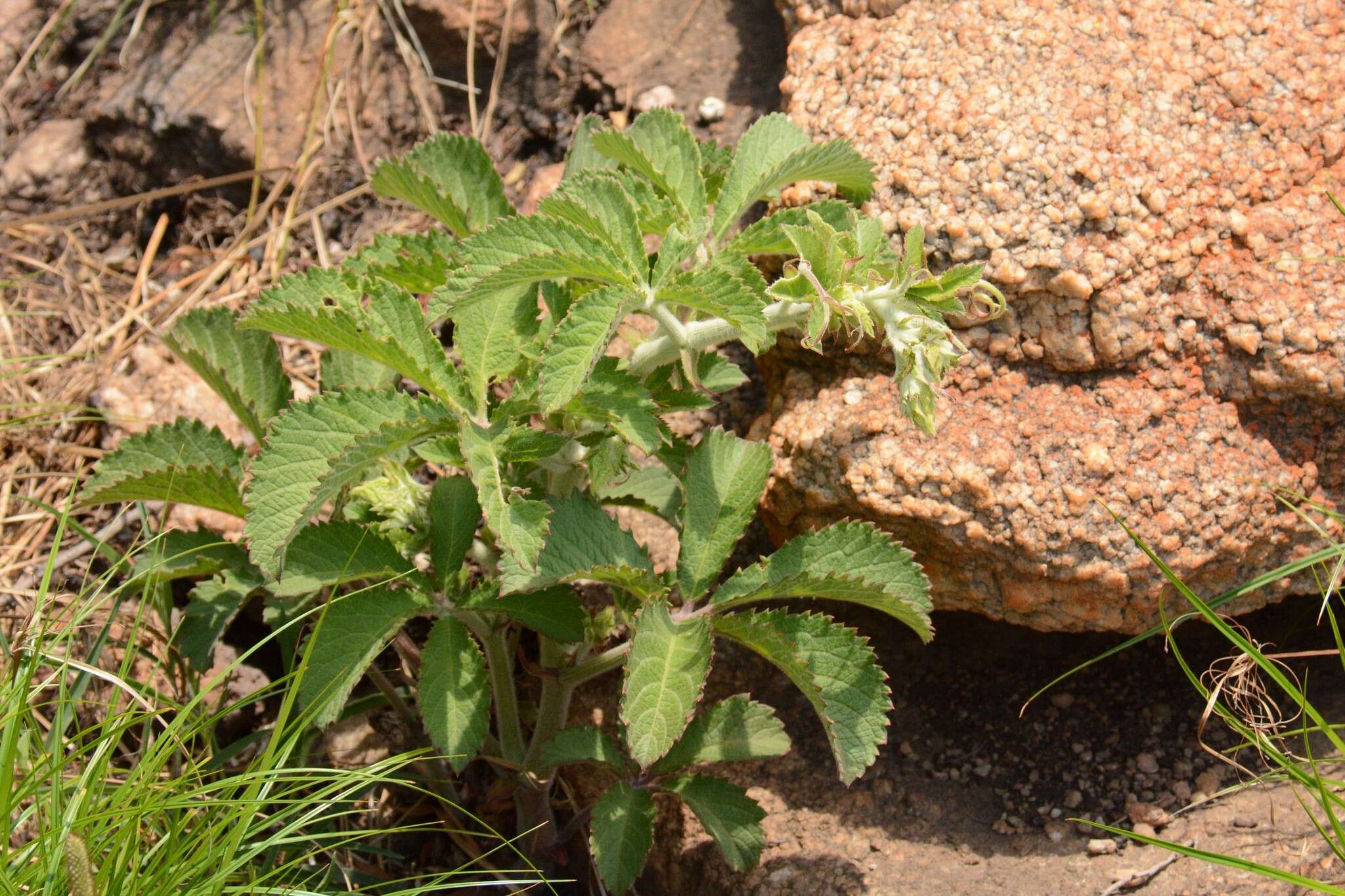 Cyphostemma lanigerum (Harv.) Descoings ex Wild & R. B. Drumm. resmi