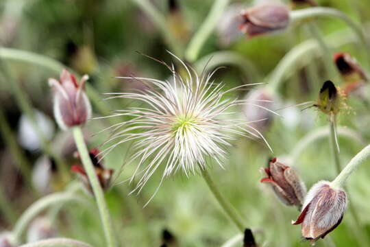 Image of Pulsatilla koreana