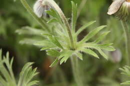 Image of Pulsatilla koreana