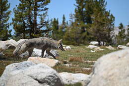 Image of Canis latrans lestes Merriam 1897