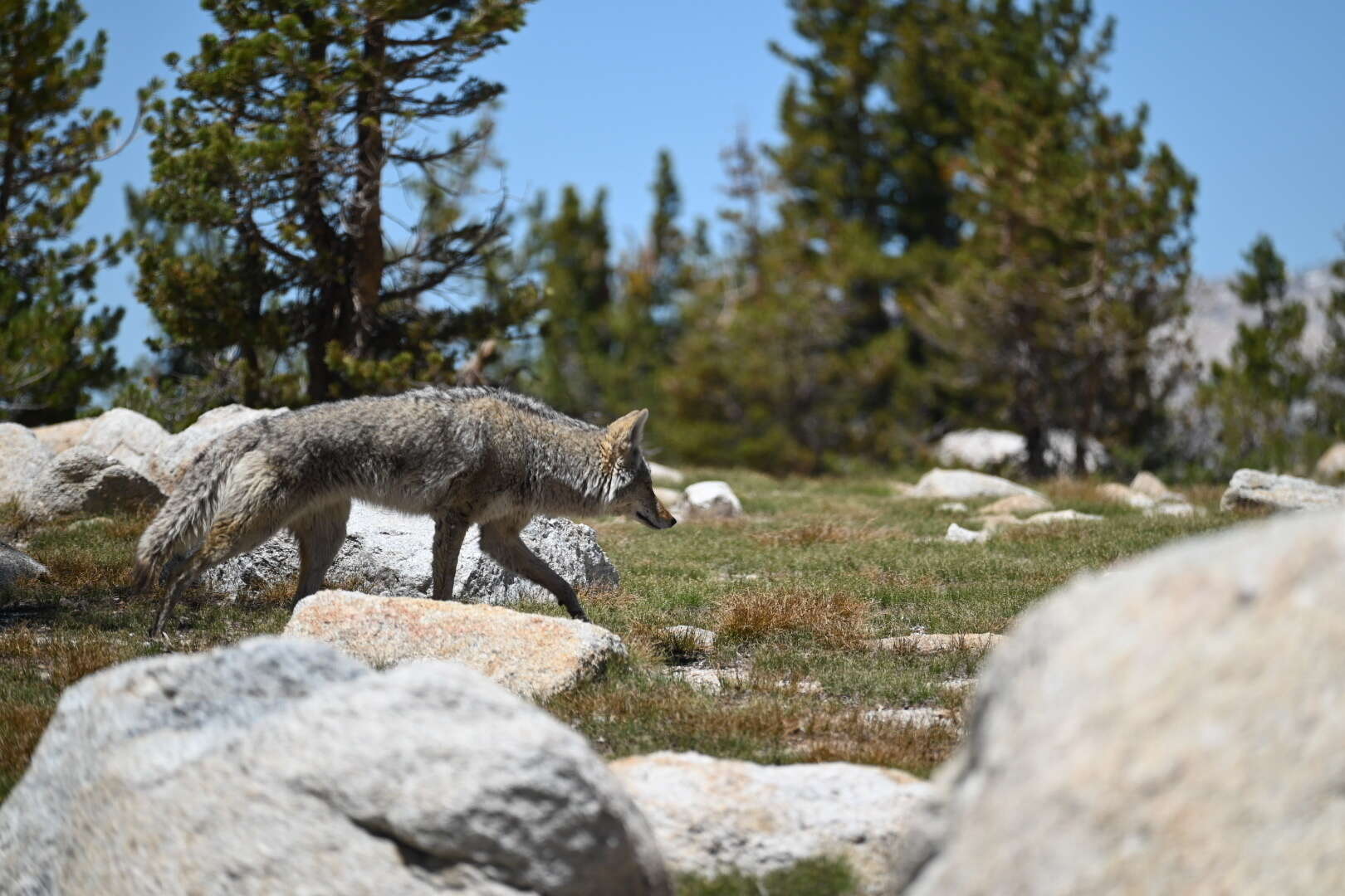 Sivun Canis latrans lestes Merriam 1897 kuva