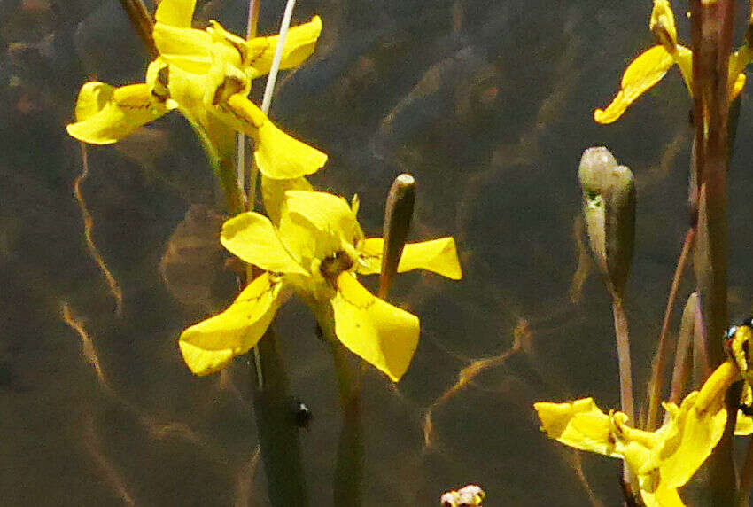 Moraea huttonii (Baker) Oberm. resmi