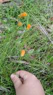 Sivun Polygala lutea L. kuva