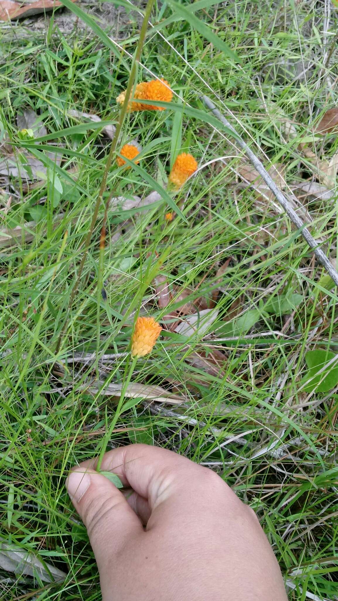 Sivun Polygala lutea L. kuva