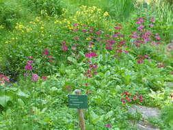 Plancia ëd Primula japonica A. Gray