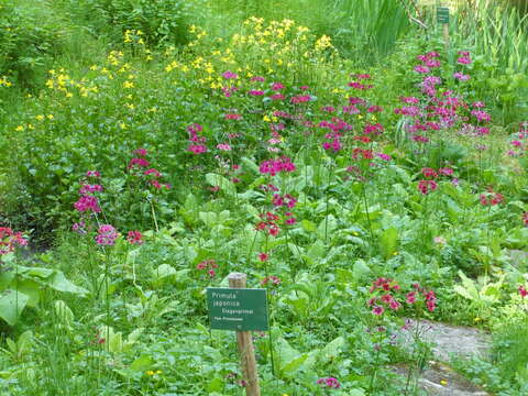 Plancia ëd Primula japonica A. Gray