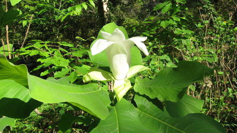 Image of Ashe's Magnolia