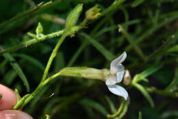 Image of Nicotiana bonariensis Lehm.