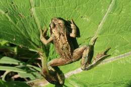 Image of Altai Brown Frog (Altai Mountains Populations)