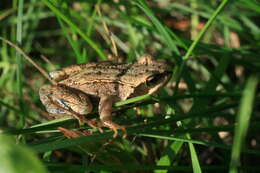 Image of Altai Brown Frog (Altai Mountains Populations)