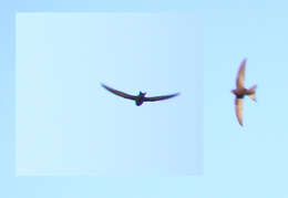 Image of swift, common swift