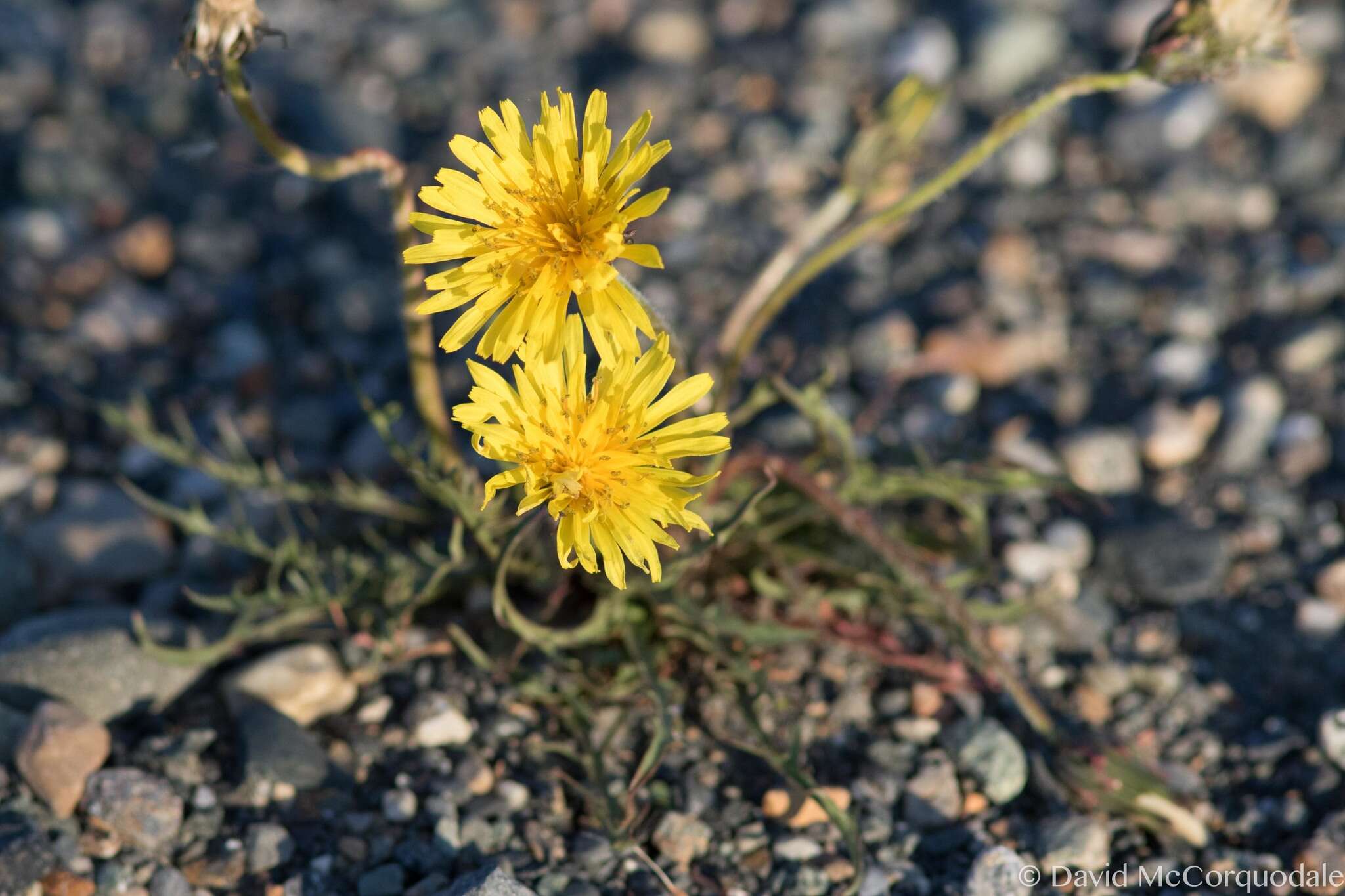 Слика од Taraxacum ceratophorum (Ledeb.) DC.