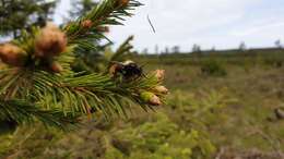 Image of Laphria flava (Linnaeus 1761)