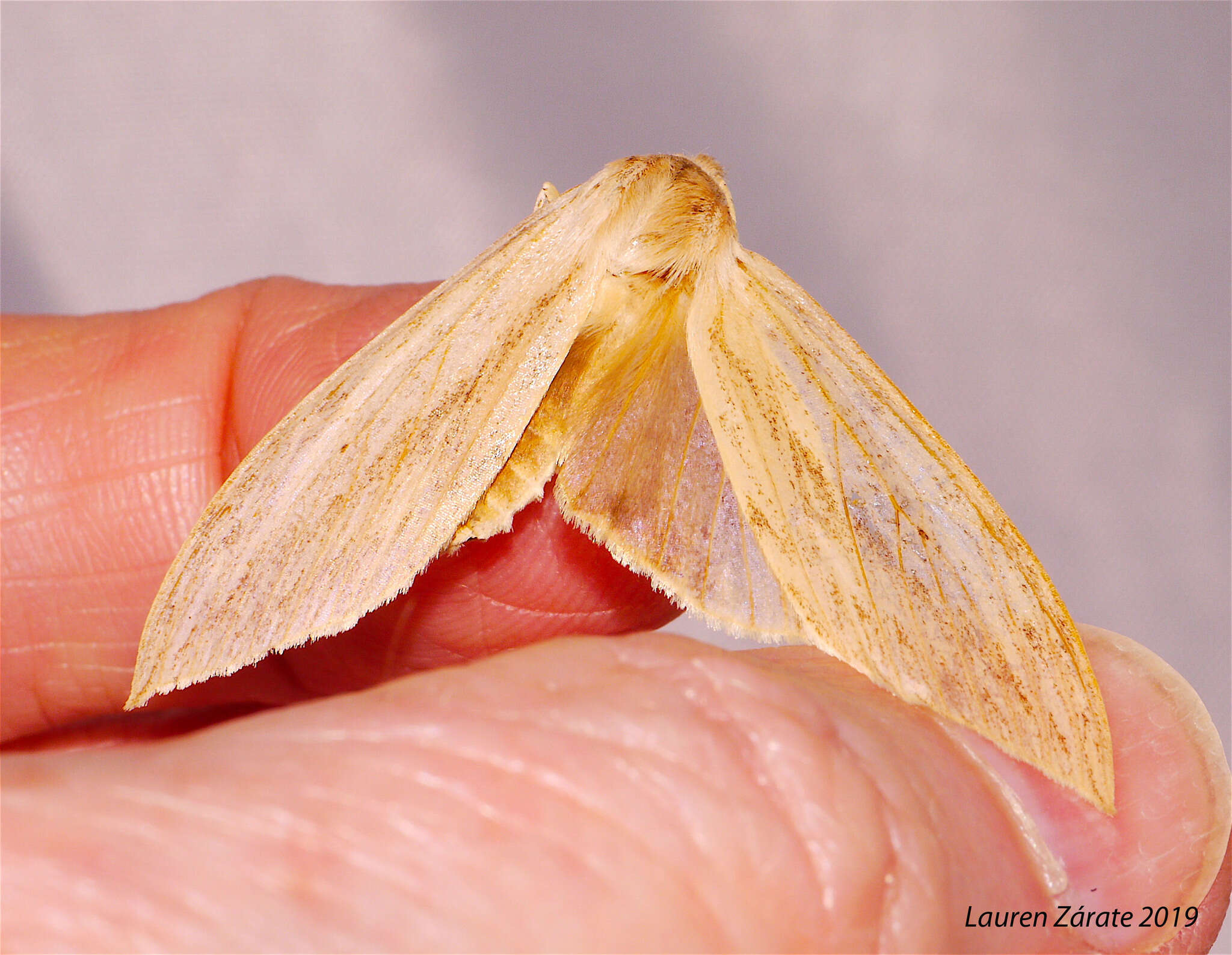 Слика од Leucanopsis lurida Edwards 1887