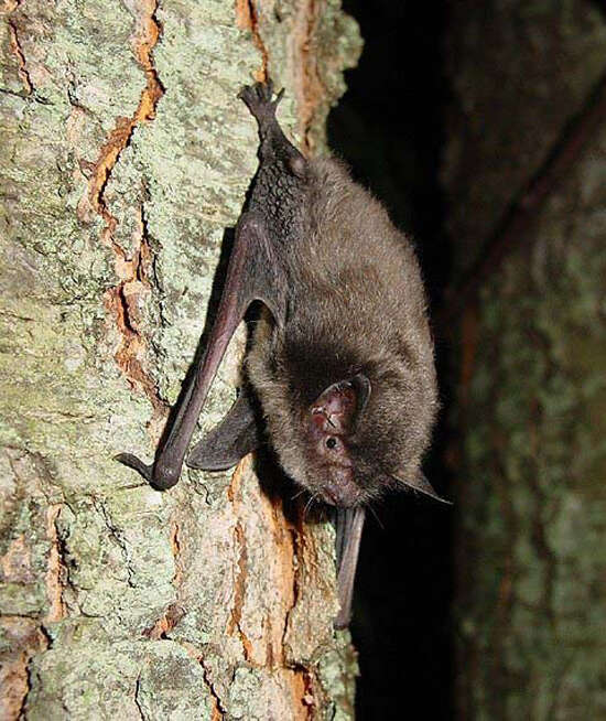 Image of Indiana Bat