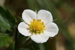 Image of woodland strawberry