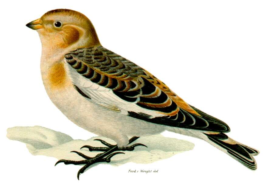 Image of Plectrophenax Stejneger 1882