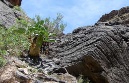 Image of Cyphostemma bainesii (Hook. fil.) Descoings