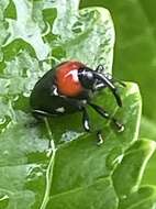 Image of Xystus sanguinicollis (Germar & E. F. 1823)