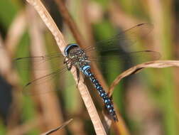 Image of Migrant Hawker