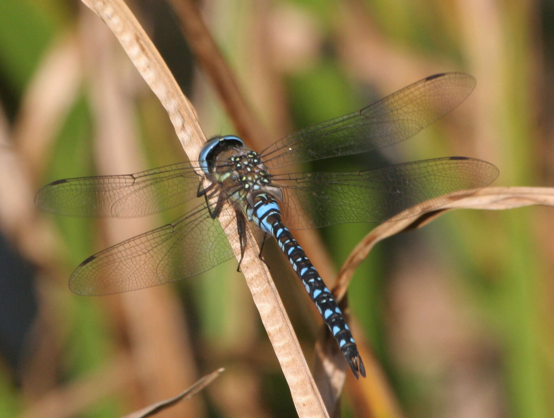 Image of Migrant Hawker